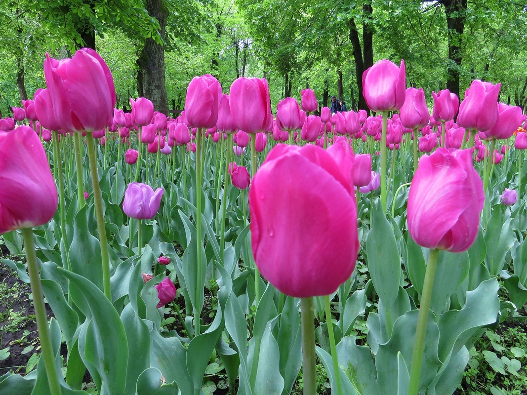 Тюльпановий рай