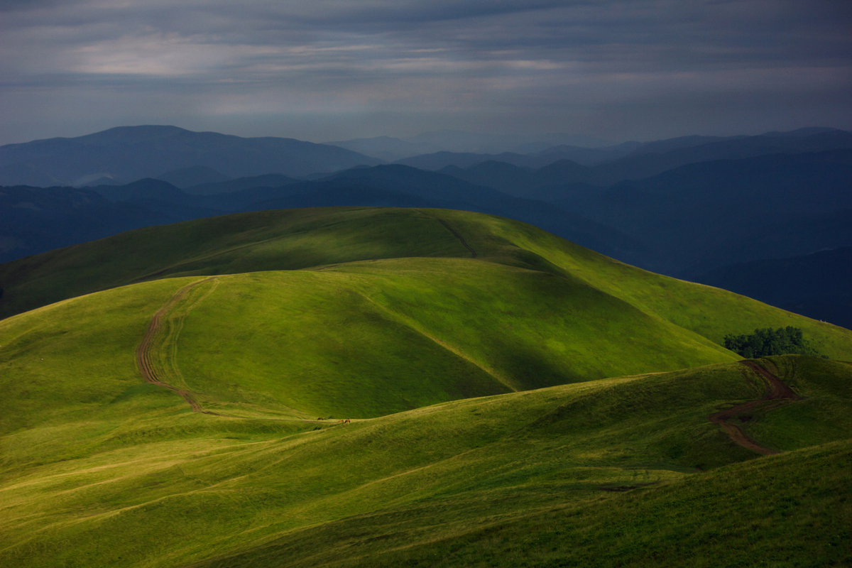 Карпатський бархат