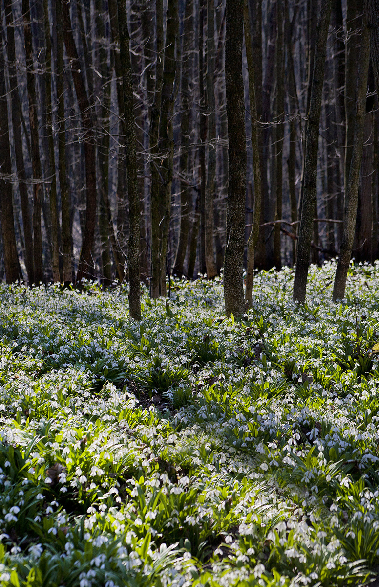 Spring in black forest 