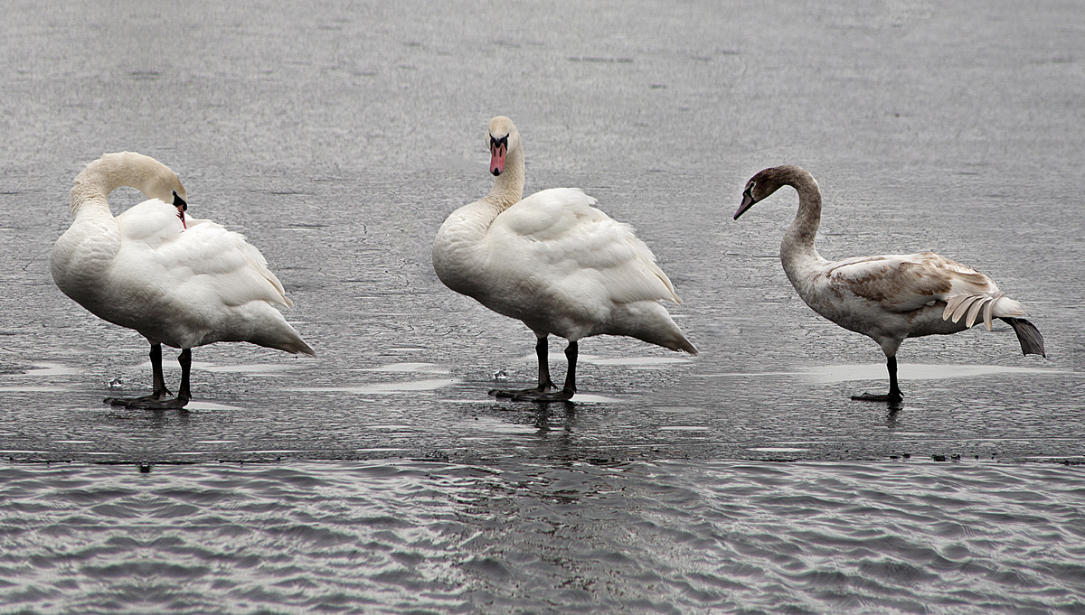 Swan morning 