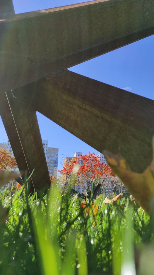 квіти війни