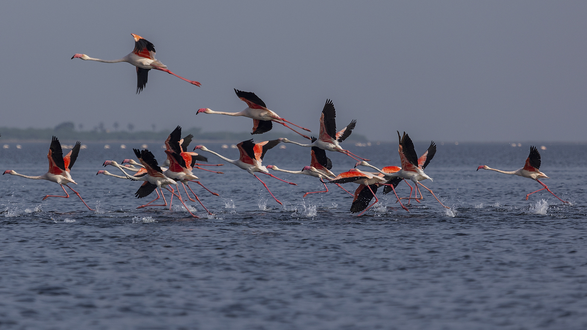 Flamboyance of Flamingoes