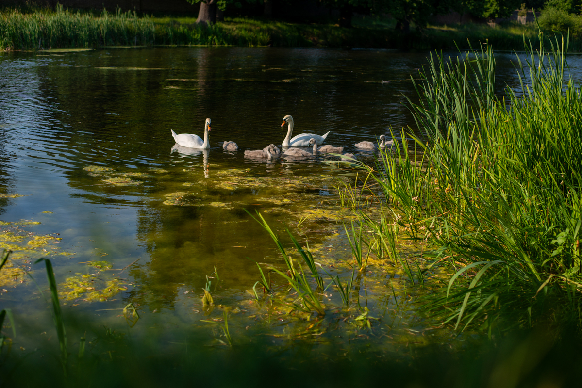 Сімейний вихід