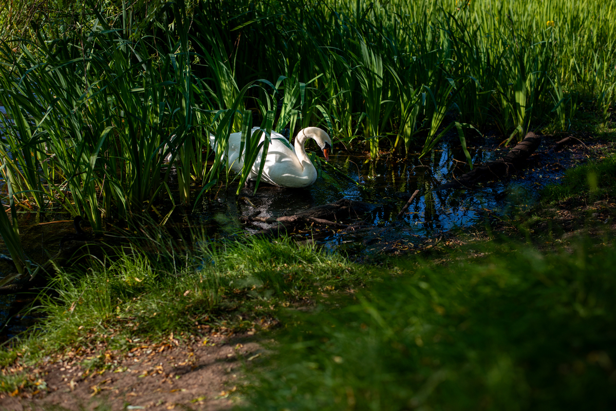 Одинокий чужак
