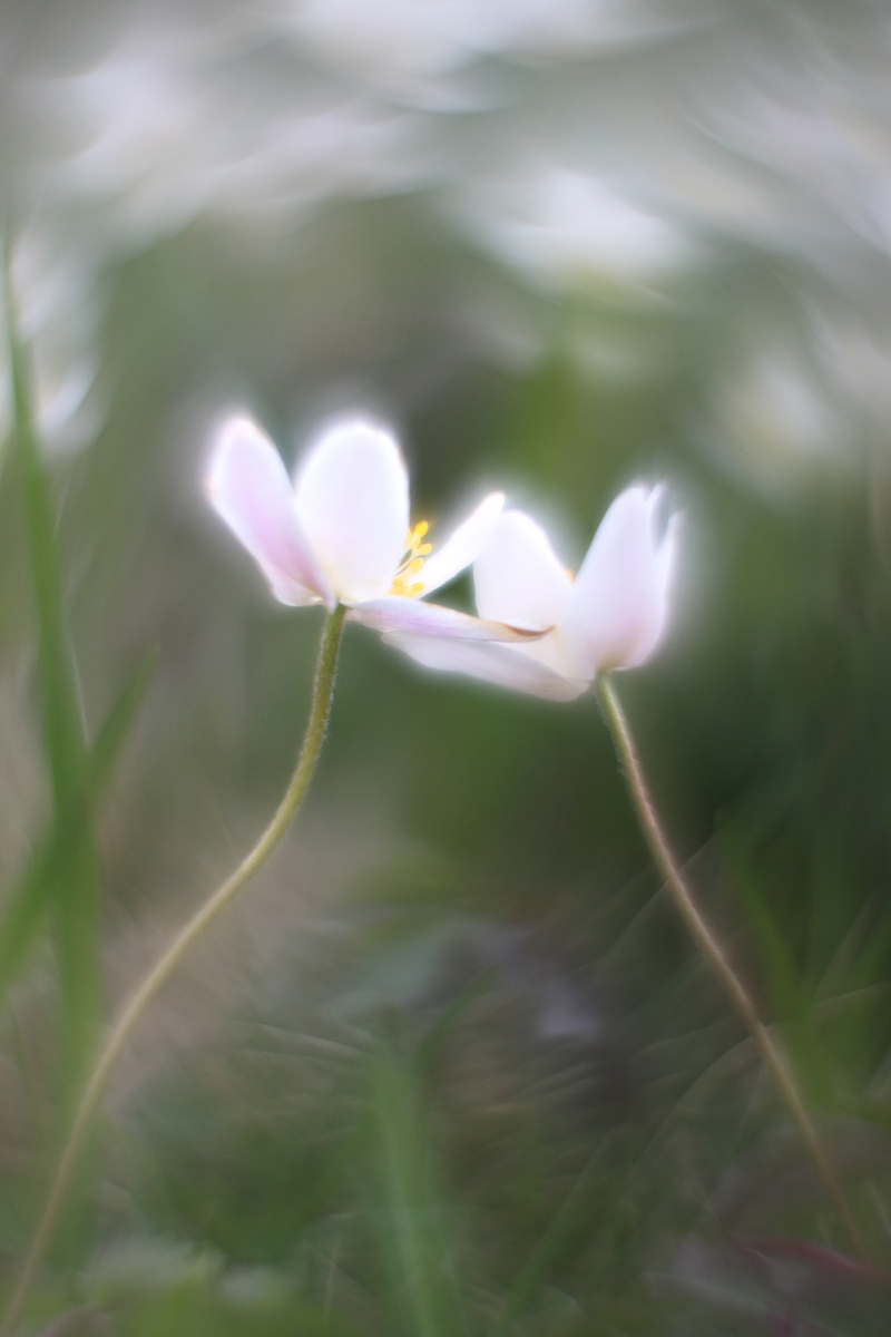 Квіткове весілля.