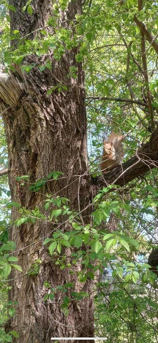 Білка на дереві