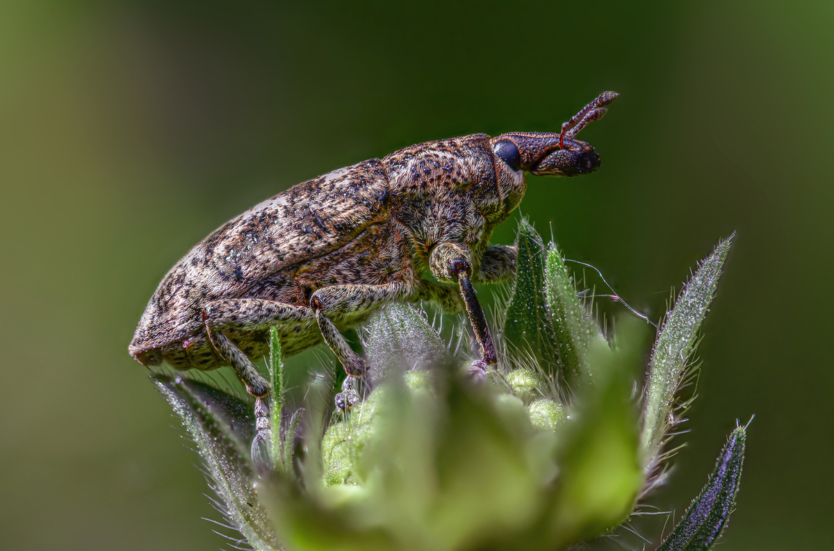 Довгоносик