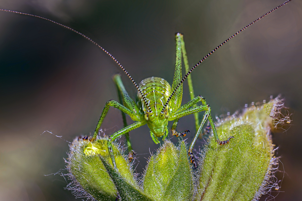 Стрибунець