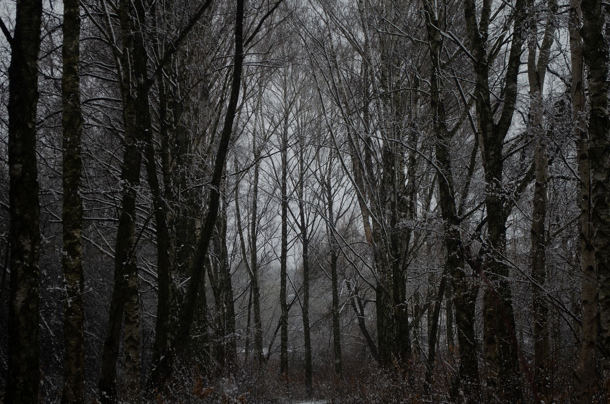     Березовий Іній 15.03.2024. Прогулючись Березовою рощею, я не зміг відірвати очей на цю красу.