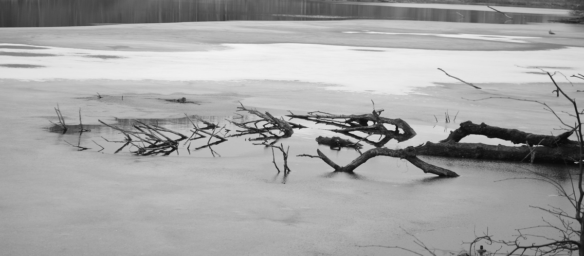 Зачарована Гілка в Льоду Погода зачаровувала своєю красою 15.02.2024  і створила такий гарний пейзаж під назвою 