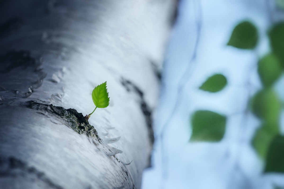 Радість Бути
