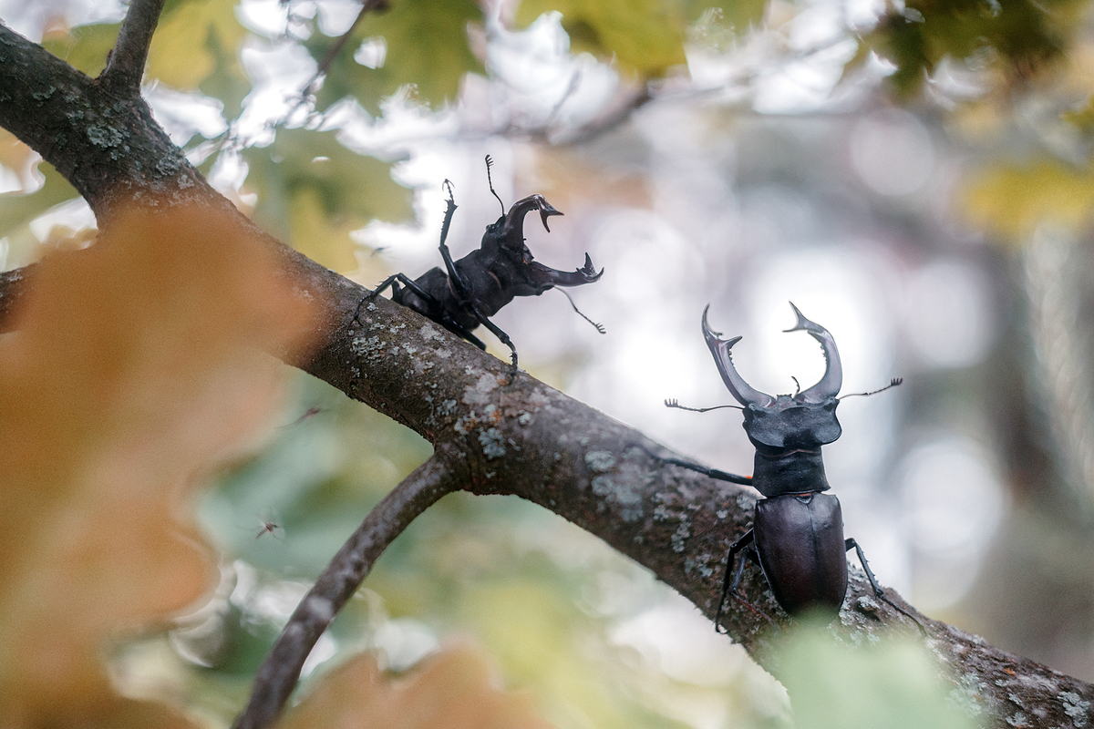 Привіт сусіде!