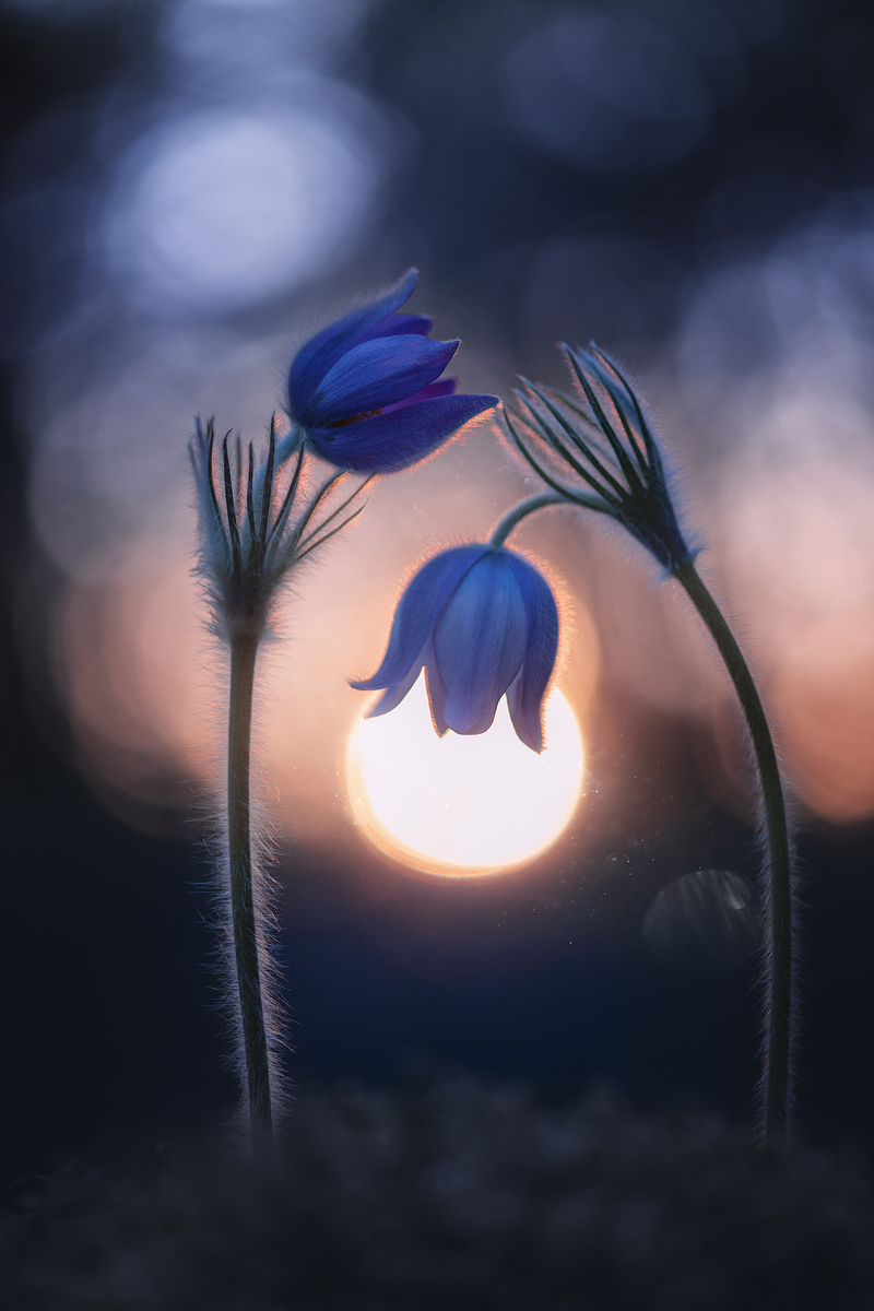 Не опускай любові обличчя... 