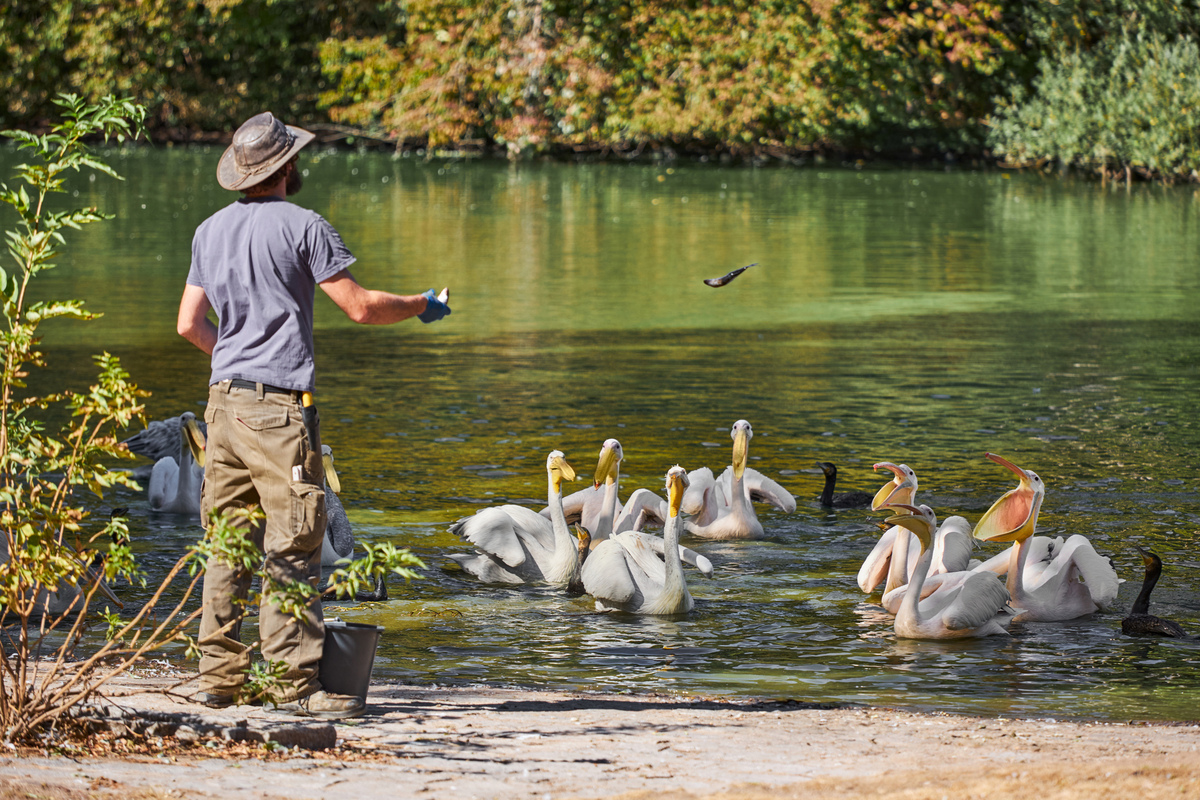 Годівля пеліканів
