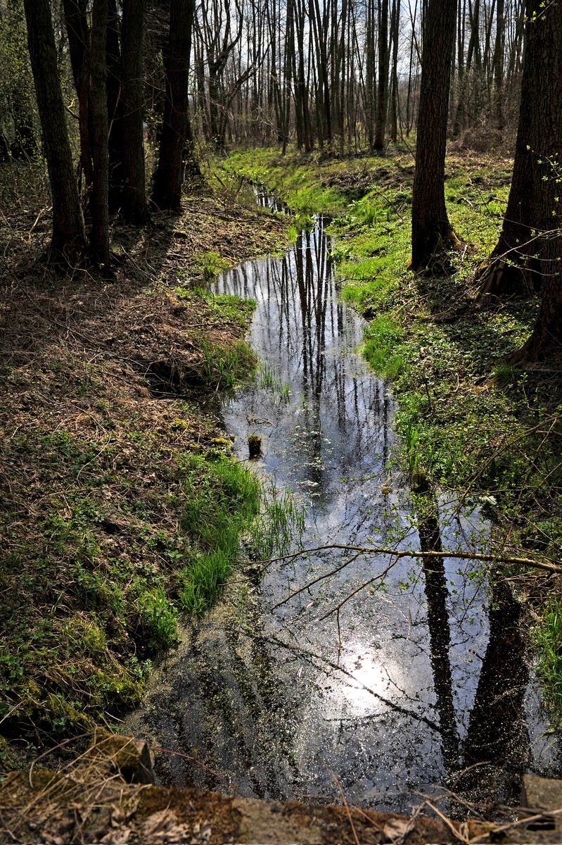14.04.2023р. Томашов Мазовецький, Польща. Ліс на окраїні міста.