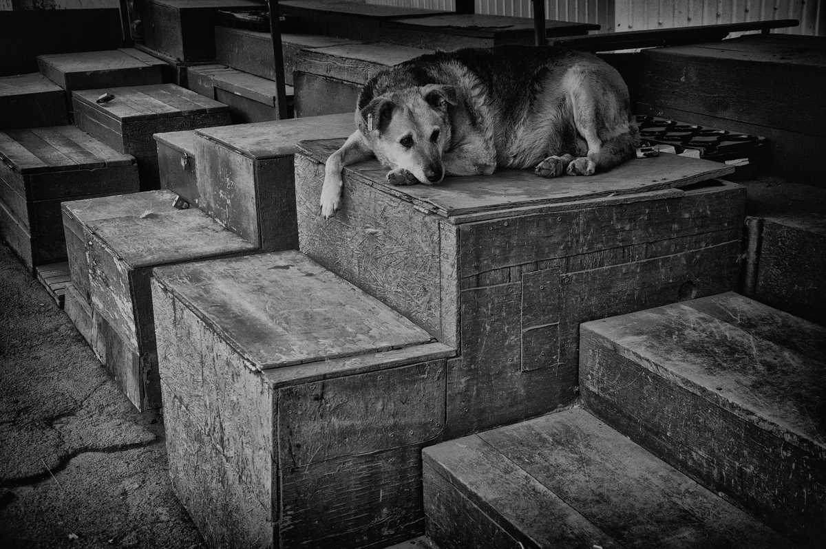 Надійна охорона