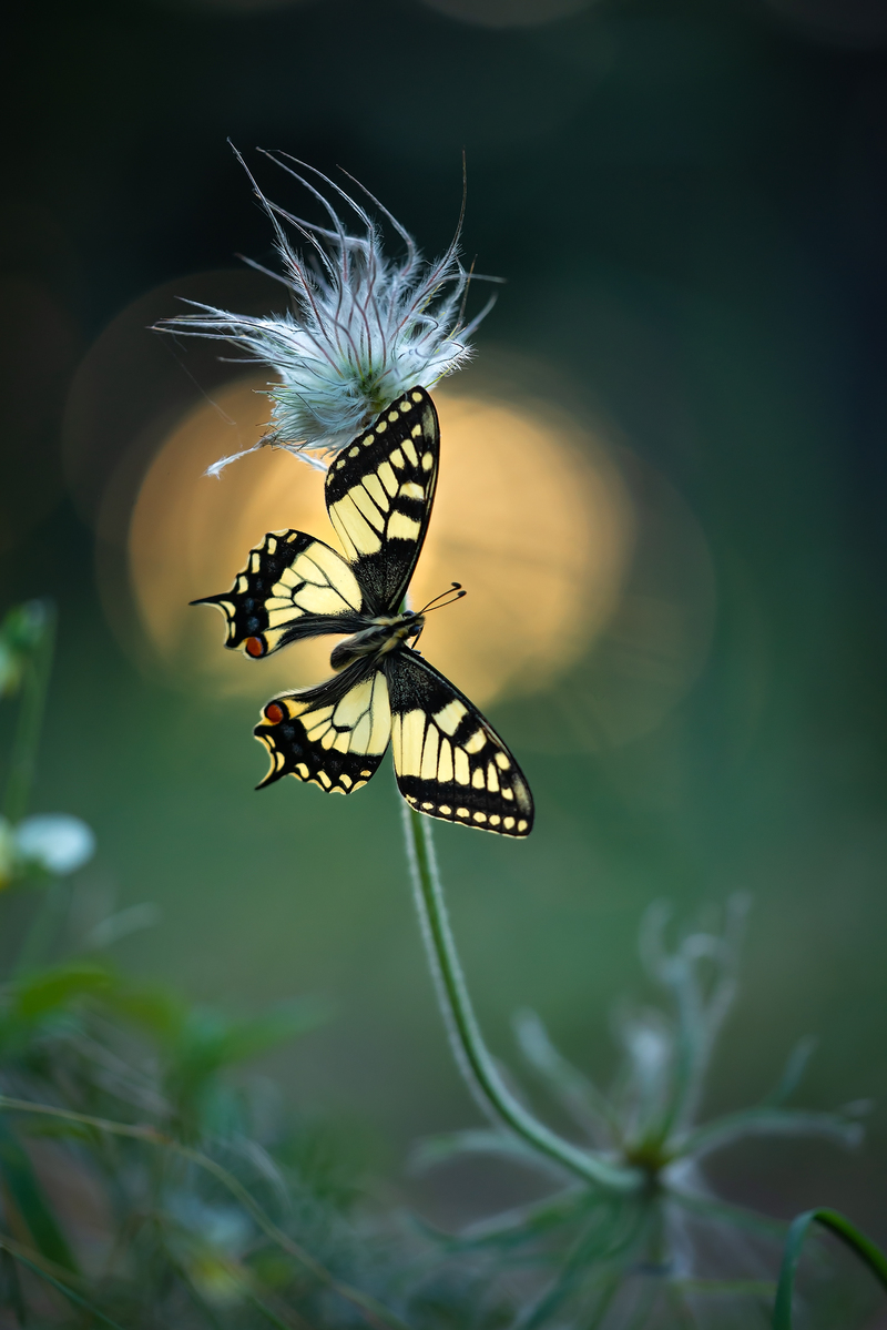 Коли сідає сонце