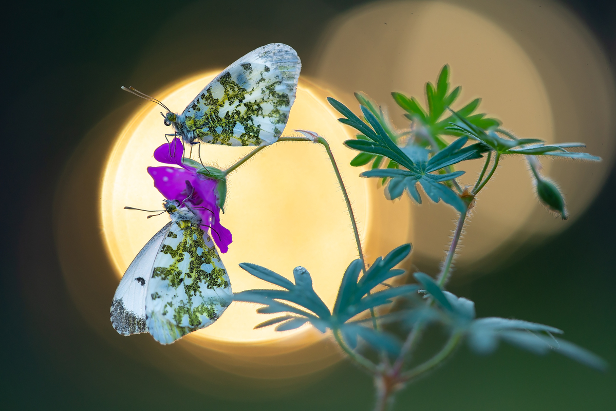 Зоряниця аврора