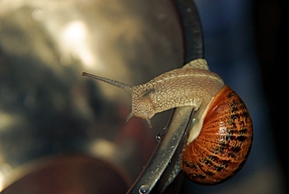 Акробатичний етюд