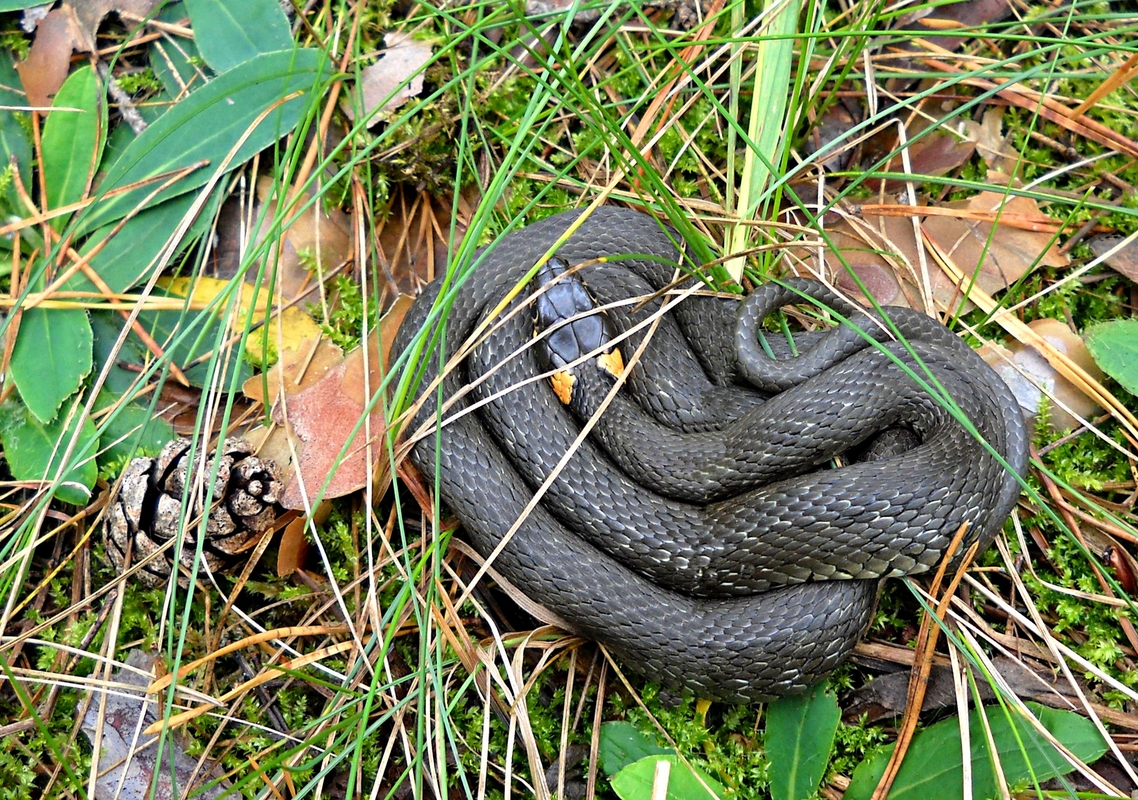 Замаскувався