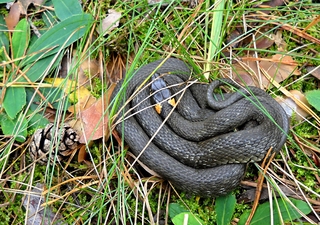 Замаскувався