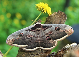 Нічний красень