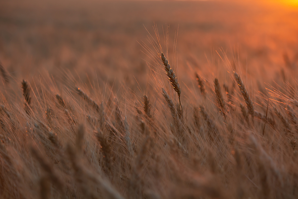 Українське золото