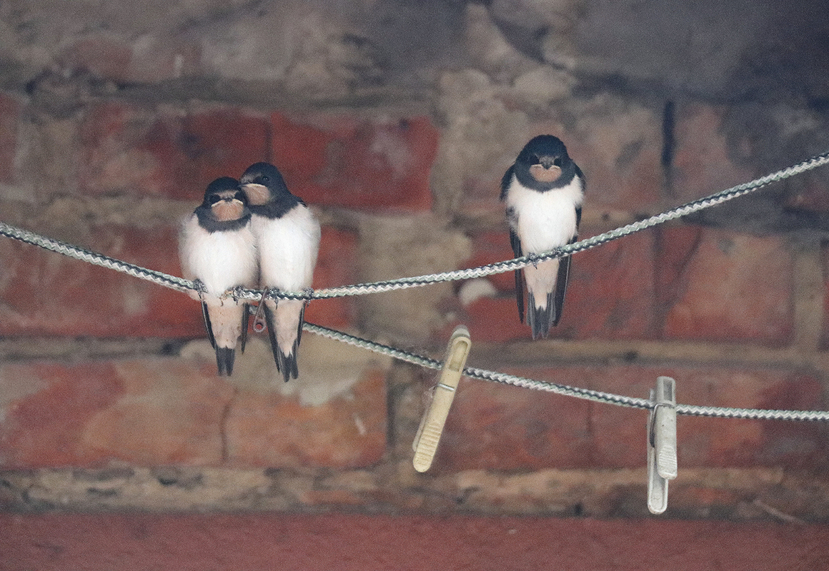 Третій зайвий