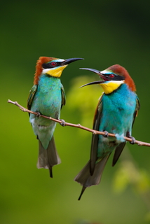 Сімейна розмова