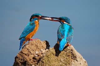 Частування