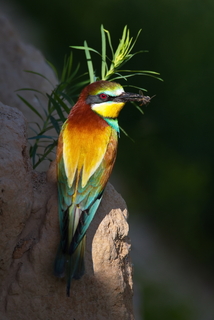 Вечірній портрет