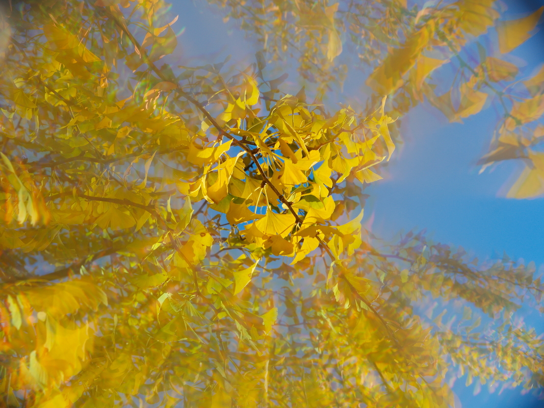 Гінкго білоба