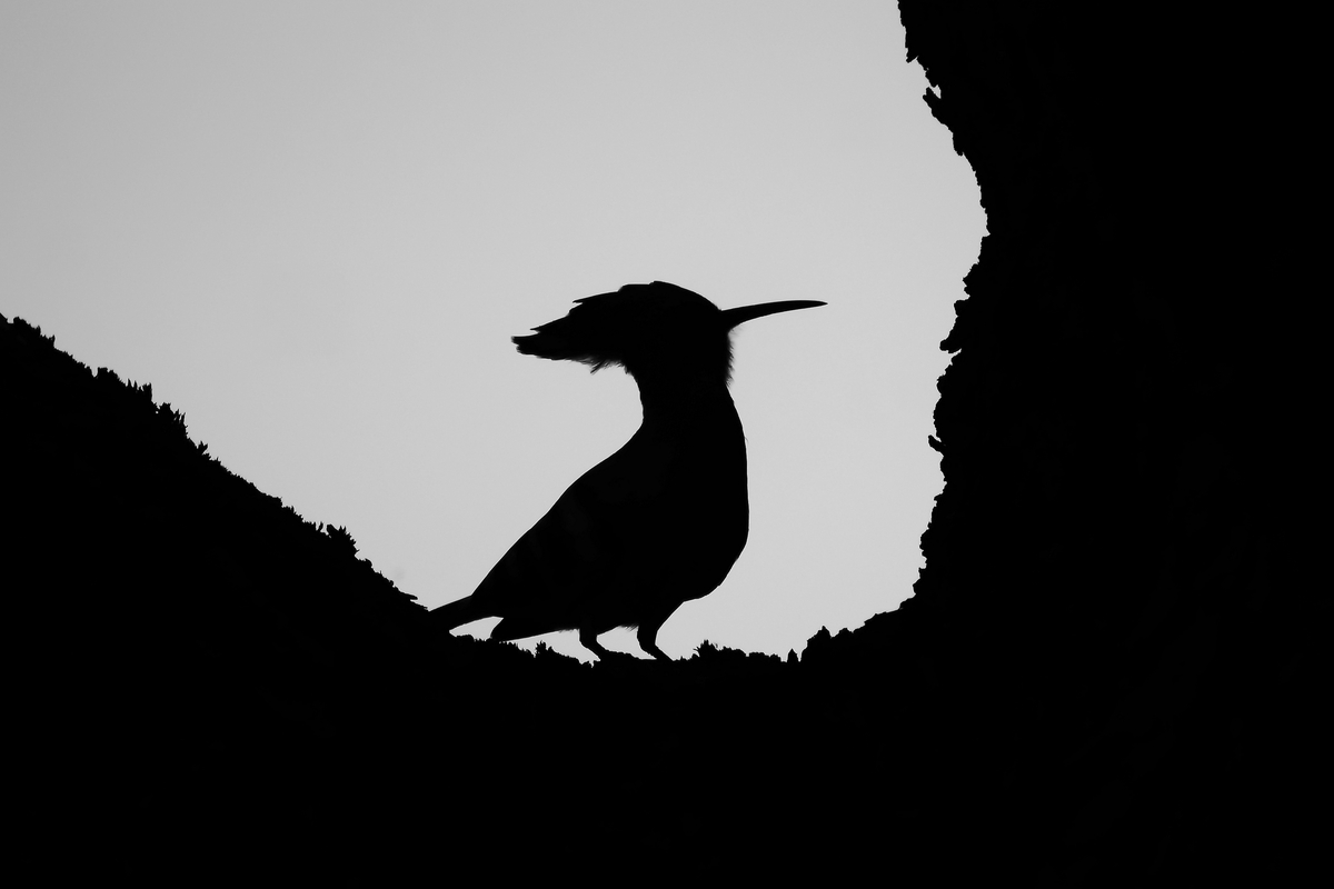 Витинанка. Одуд