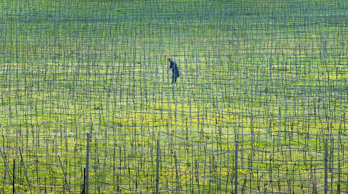 Spring work in the vineyard