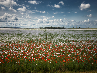 Poppy sea