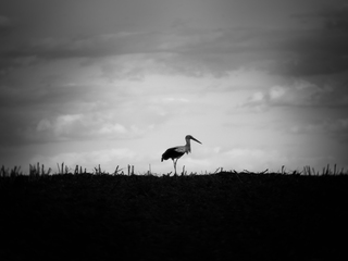 Один в полі