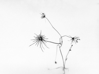 Зимовий натюрморт