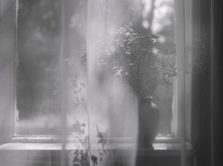 Під білою вуаллю