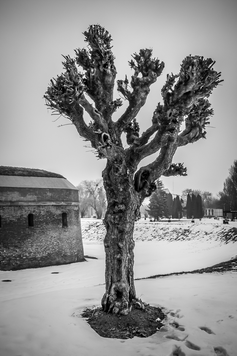 Старе дерево біля старої фортеці