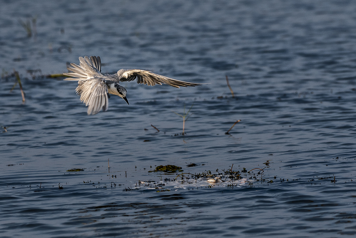 DIVING TERN