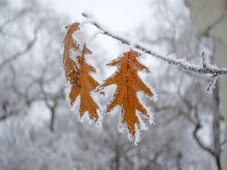 Морозний етюд