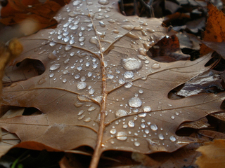 Останній подих осені