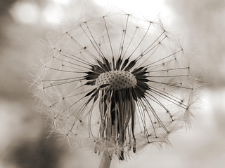 Про кульбабку