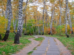 Золото осені