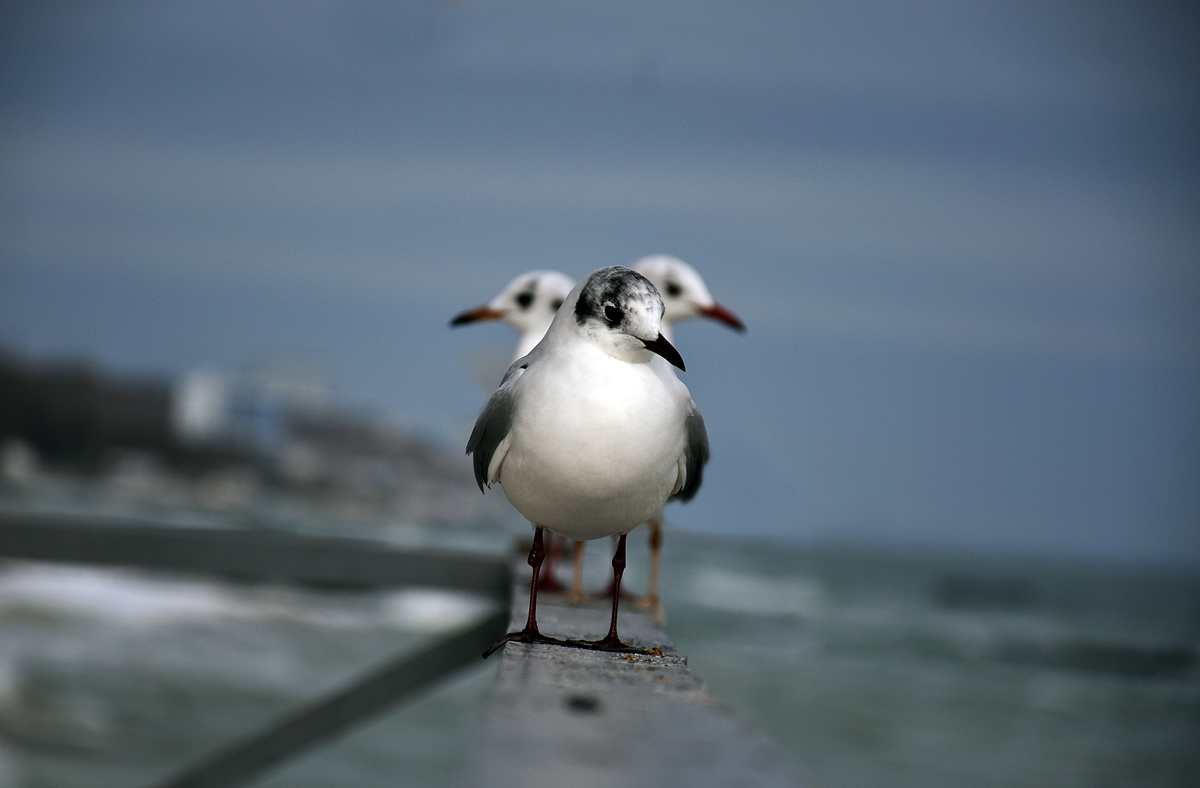 Гарна птичка
