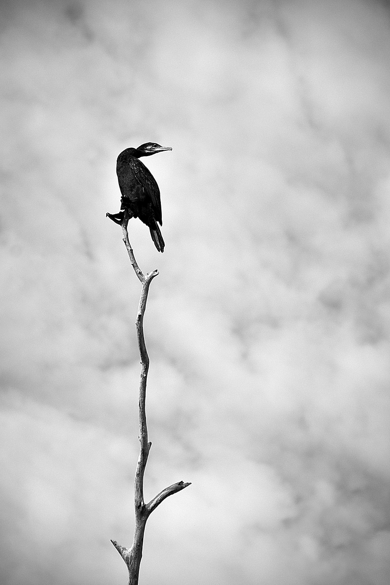 Сиджу та дивлюся