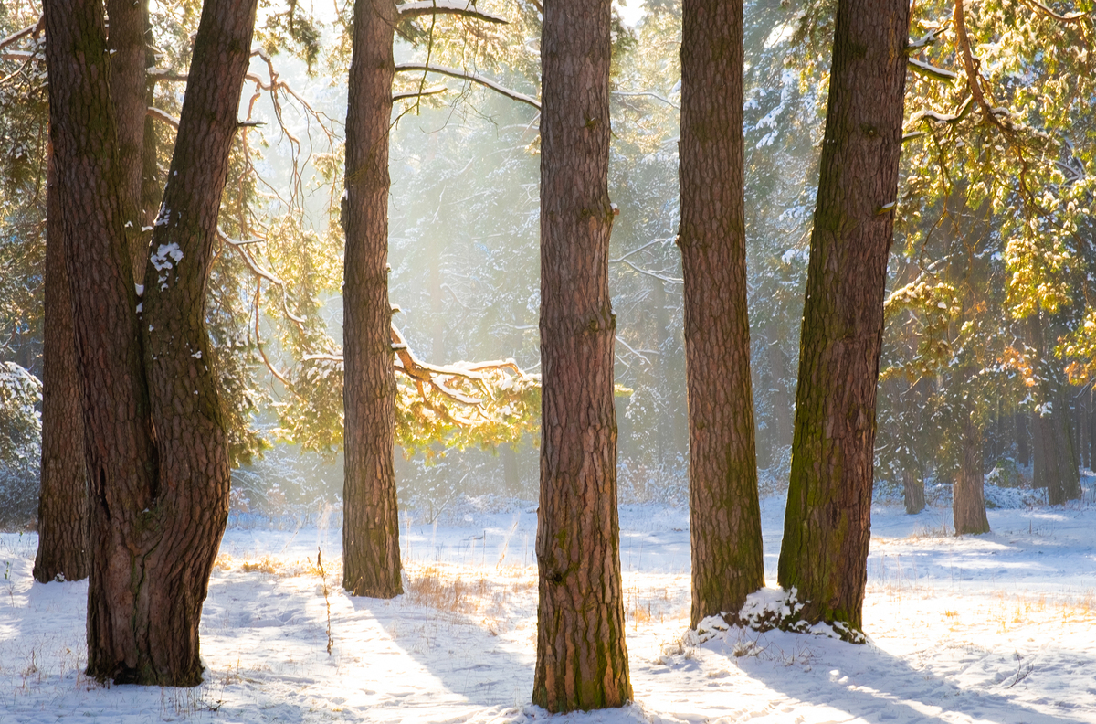 Зимовий ліс...