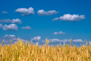 Золото на блакитному...