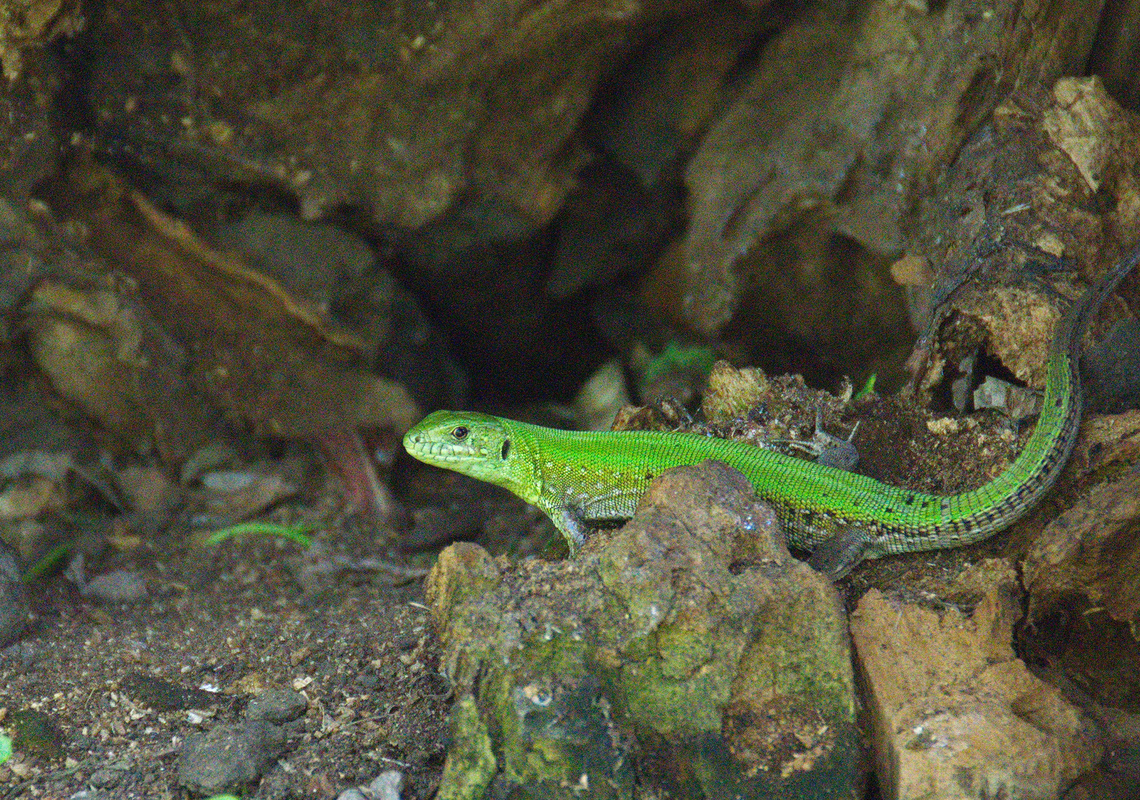 цариця печери
