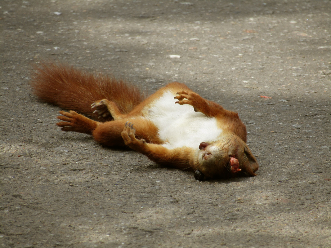 Руда красуня 